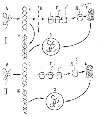 Схема размножения вирусов
