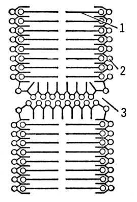 Схема строения биологической мембраны