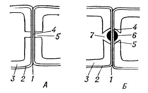 Схема строения пор (продольный разрез клетки)