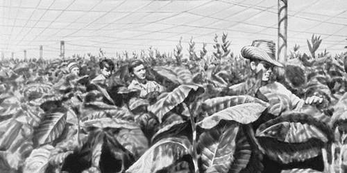 Табачная плантация (Куба)