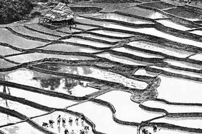 Террасированные рисовые поля (Таиланд)