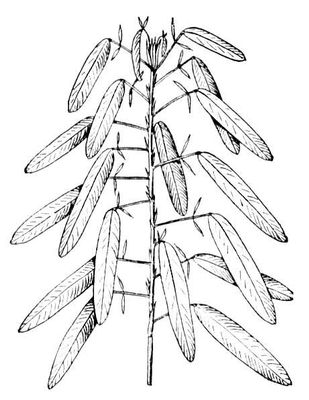 Телеграфное растение (ветвь)