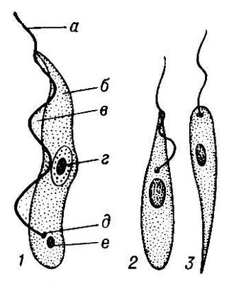 Трипаносома (строение и стадии развития)