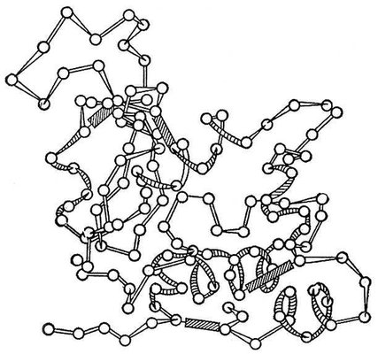 Трёхмерная структура фермента лизоцима (схема)