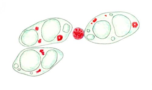 Три диплоиздных макронуклеуса и один микронуклеус инфузории