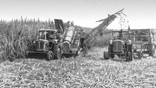 Уборка сахарного тростника (Куба)