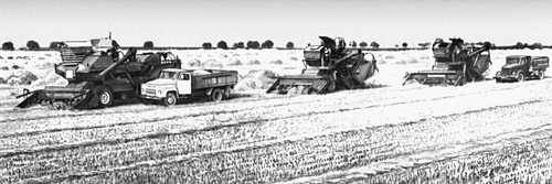Уборка зерновых (Тернопольская область)