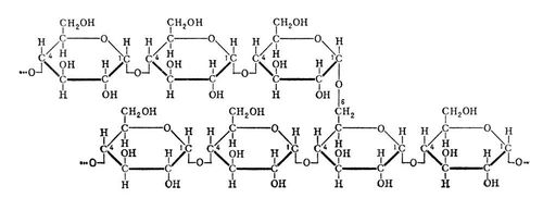 Участок молекулы гликогена