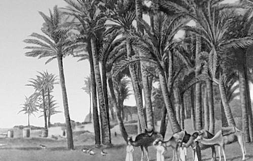 Финиковые пальмы (Египет)
