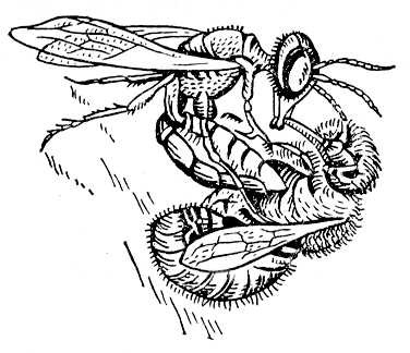 Филант убивает пчелу