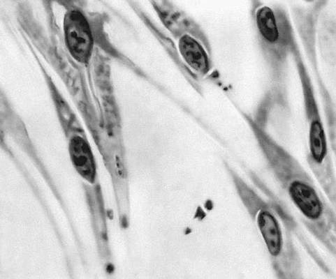 Фибробластоподобные клетки в культуре ткани.