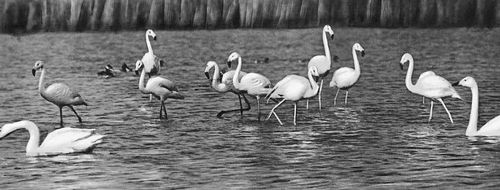 Фламинго и лебеди в заповеднике Аскания-Нова