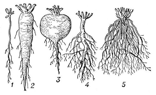 Формы корней и типы корневой системы