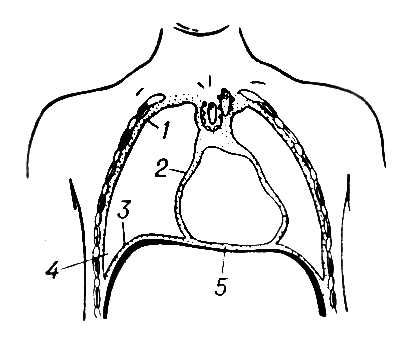 Фронтальный разрез через грудь человека (схема)