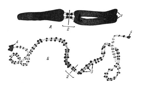 Хромосома в митозе и мейозе