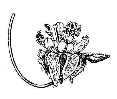 Цветок из эоценовых отложений Прибалтики