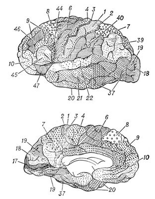 Цитоархитектонические поля коры головного мозга человека