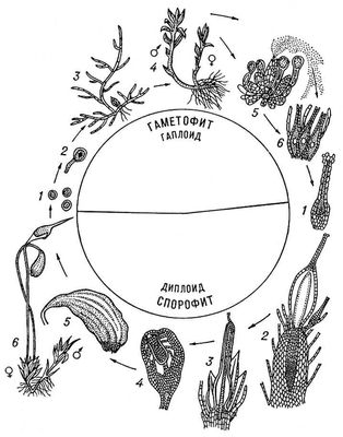 Цикл развития лиственного мха