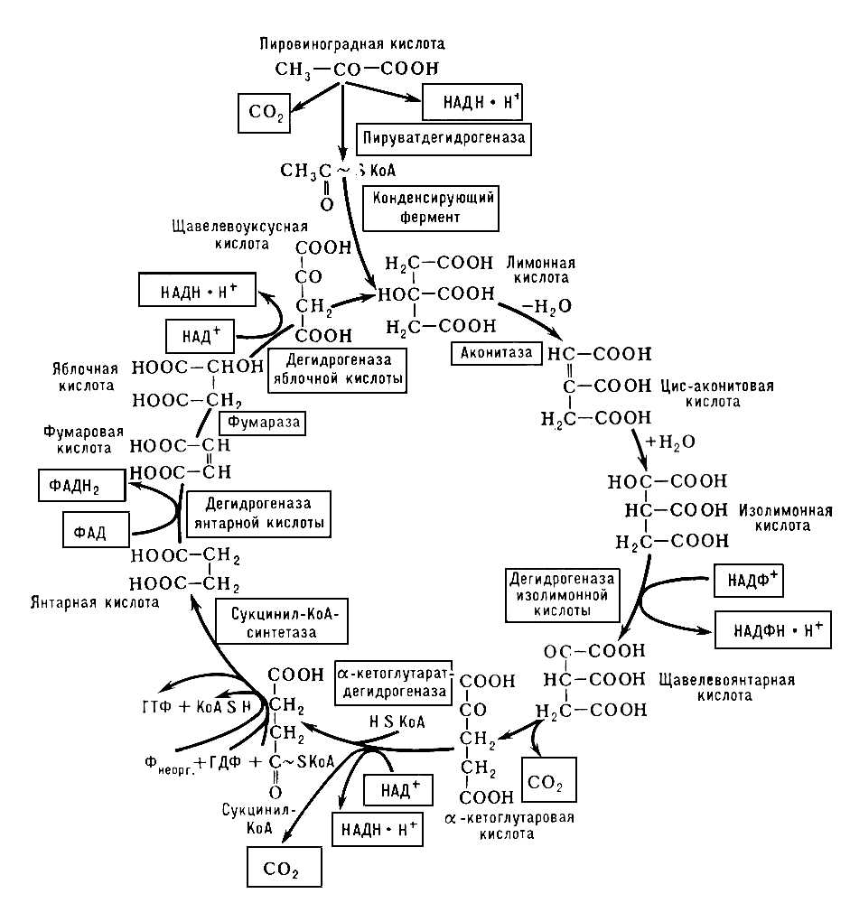 Цикл трикарбоновых кислот (схема)