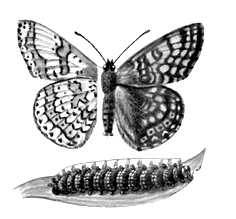 Шашечница обыкновенная (бабочка и гусеница)