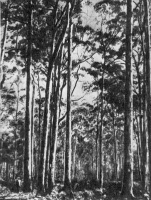 Эвкалиптовый лес (Австралия)