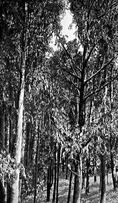 Эвкалипт гигантский (Батумский ботанический сад)