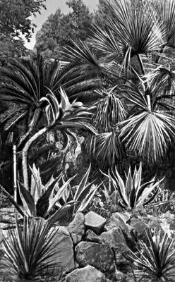 Юкки, агавы и пальма эритея вооружённая (Батумский ботанический сад)