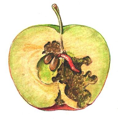 Яблонная плодожорка (гусеница внутри плода)