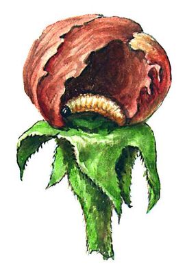 Яблонный цветоед (личинка в бутоне)