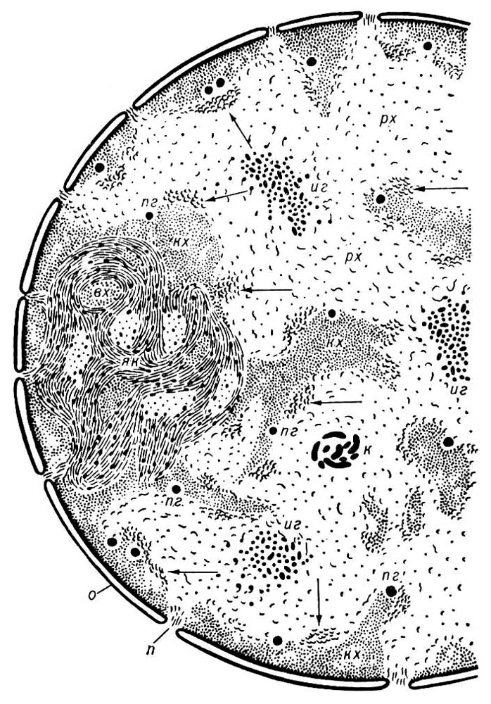 Ядро клетки печени (схема ультраструктуры)