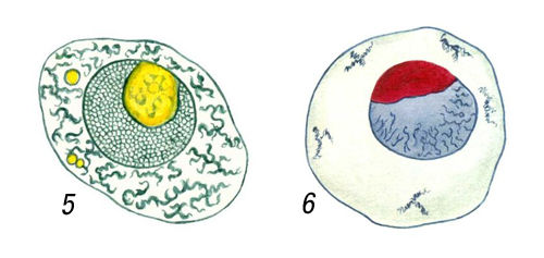 Ядра яйцеклеток моллюсков рода Littorina